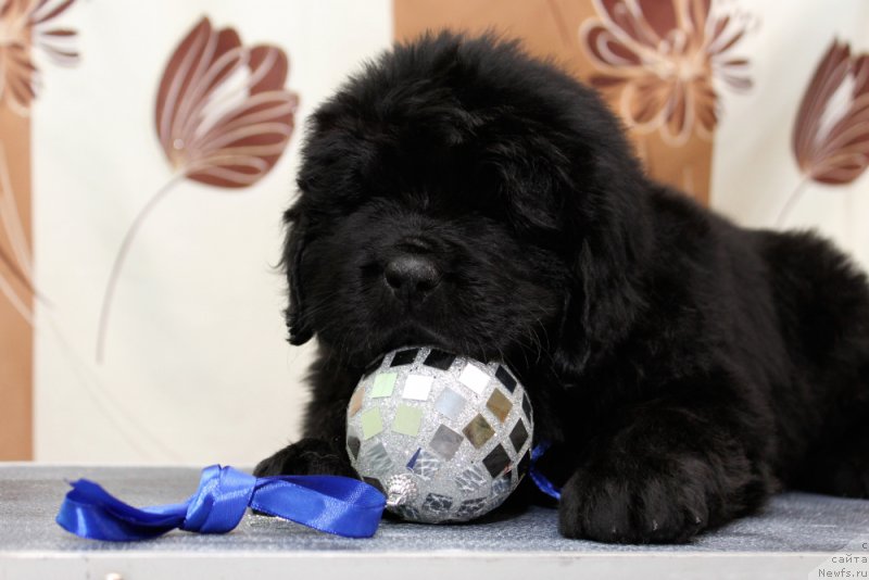 Фото: ньюфаундленд Океан Мечты Атлант