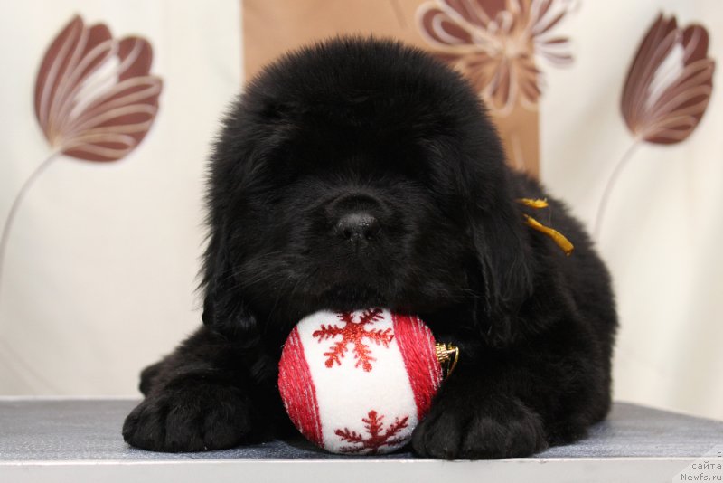 Фото: ньюфаундленд Океан Мечты Амбассадор (Okean Mechty Ambassador)