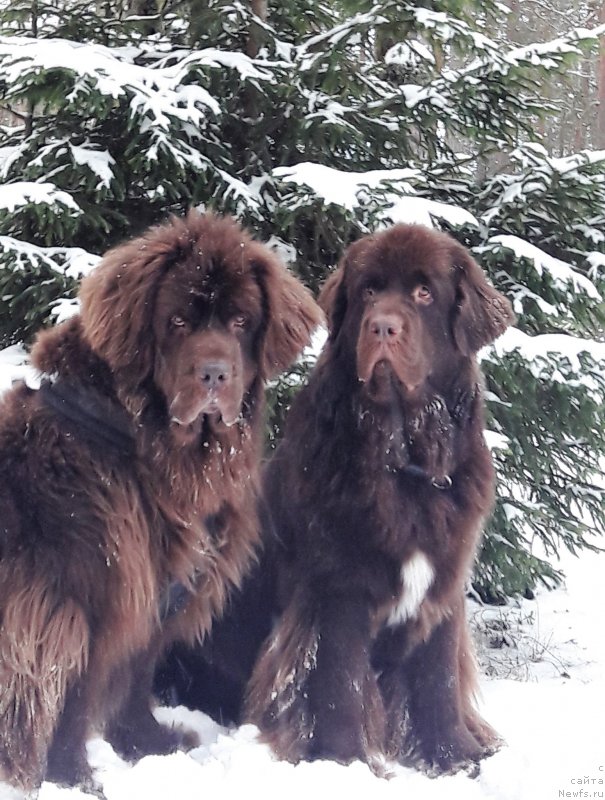 Фото: ньюфаундленд Браунблад МСК Альпина Гуардиан Соул (Brownblood MSK Alpina Guardian Soul), ньюфаундленд Newettas Vanessa