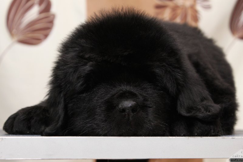 Фото: ньюфаундленд Океан Мечты Амбассадор (Okean Mechty Ambassador)