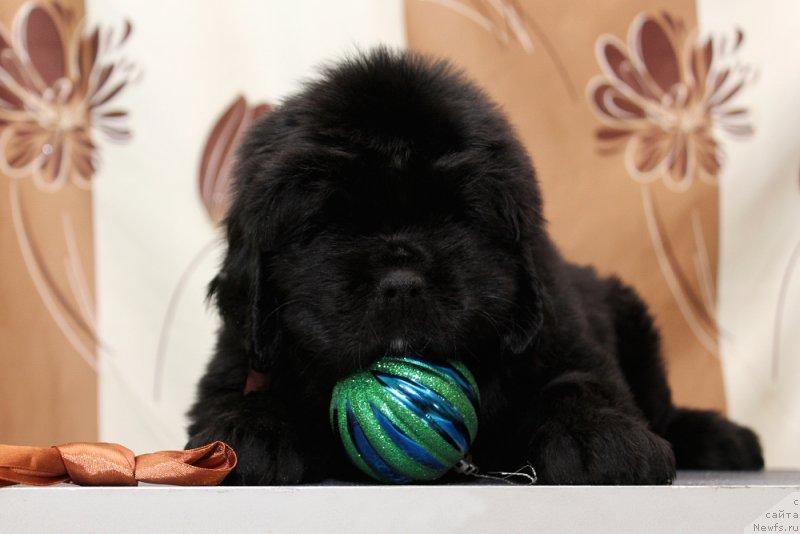 Фото: ньюфаундленд Океан Мечты Аморе Амиго