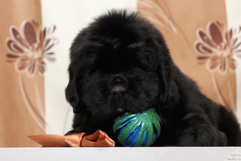 Фото: ньюфаундленд Океан Мечты Аморе Амиго