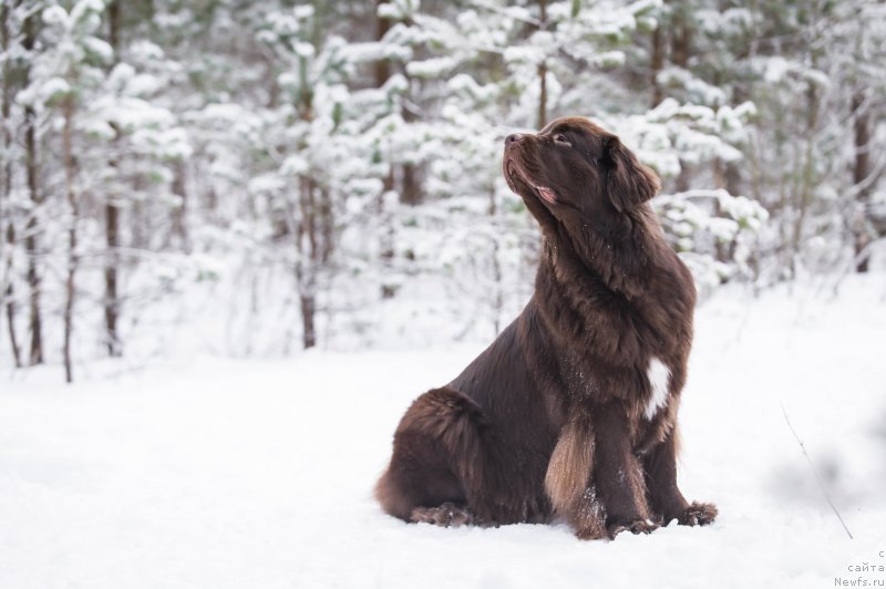 Фото: ньюфаундленд Браунблад МСК Альпина Гуардиан Соул (Brownblood MSK Alpina Guardian Soul)