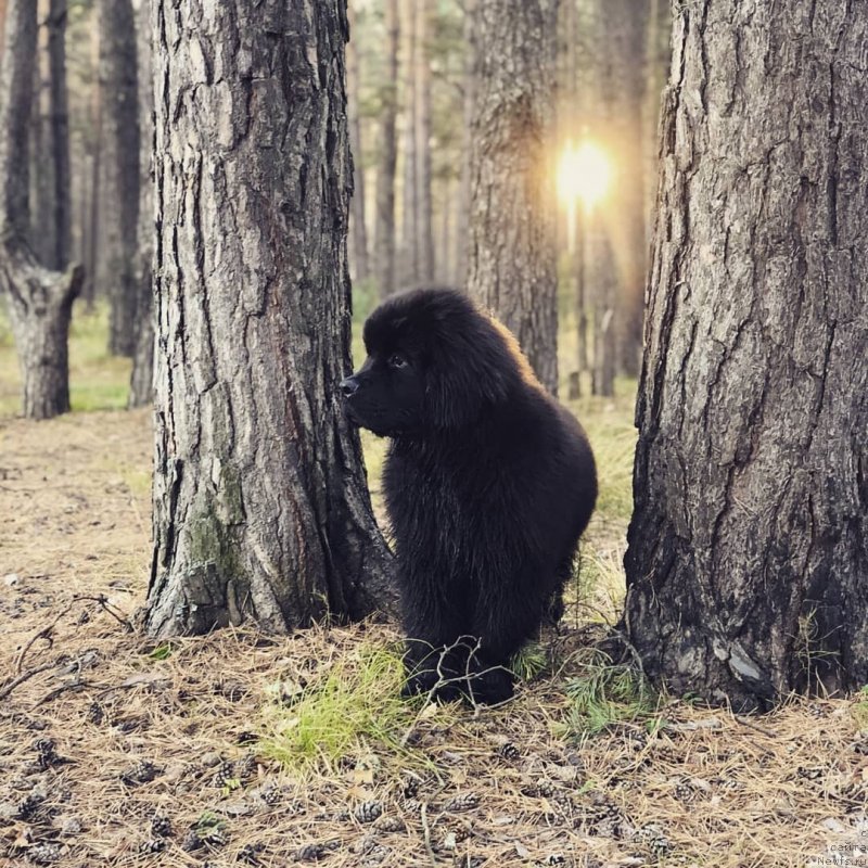 Фото: ньюфаундленд Ньюфорт Оберег Сноу Маунтин