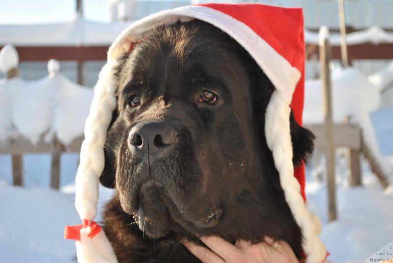 Фото: ньюфаундленд Черный Балу Мирослава (Cherniy Balu Miroslava)