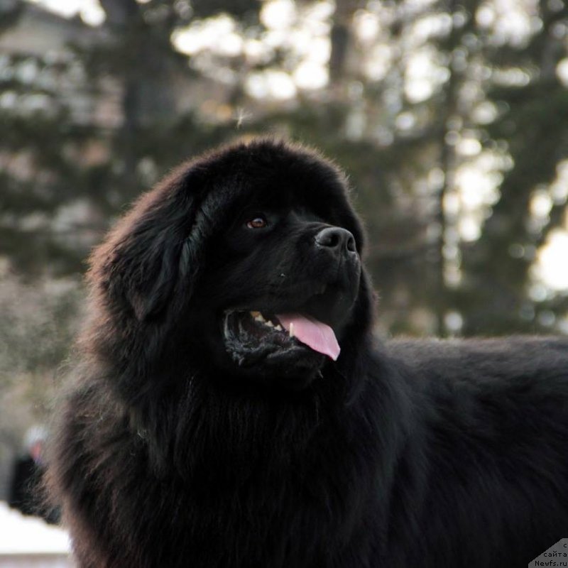 Фото: ньюфаундленд Горячий Поцелуй из Аркаима