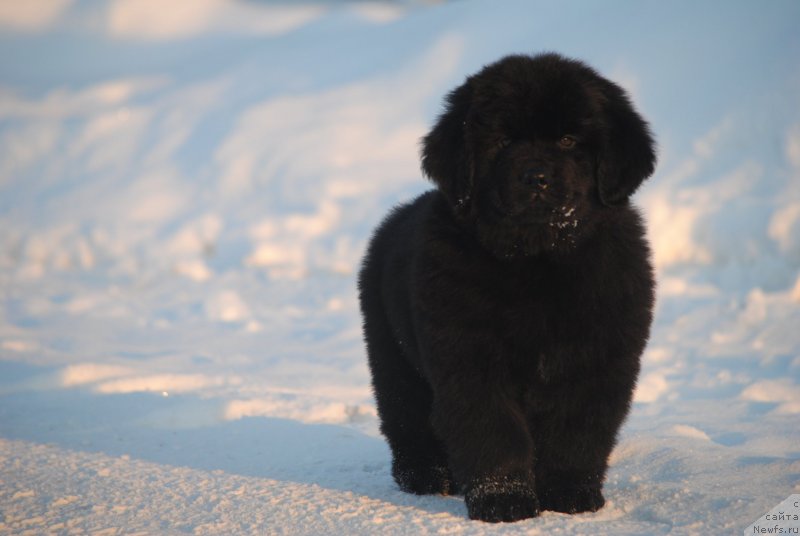 Фото: ньюфаундленд Моя Стихия Сириус Блек