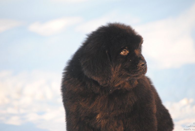 Фото: ньюфаундленд Моя Стихия Сириус Блек