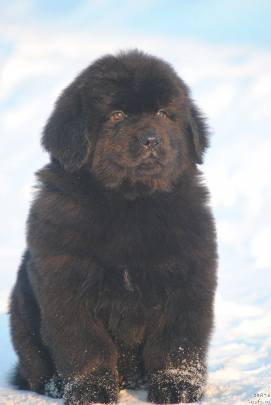 Фото: ньюфаундленд Моя Стихия Сириус Блек