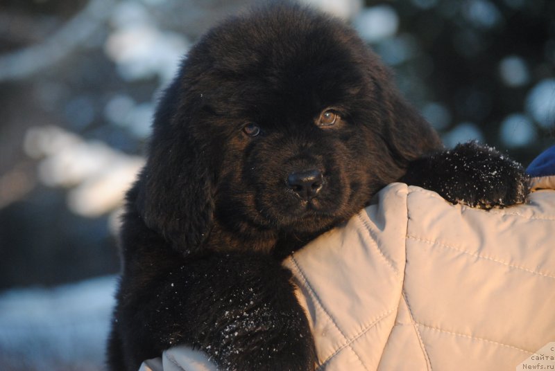 Фото: ньюфаундленд Моя Стихия Сириус Блек