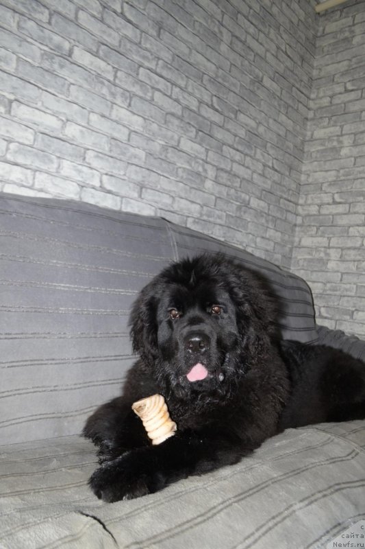 Фото: ньюфаундленд Браунблад МСК Лайт Рэй