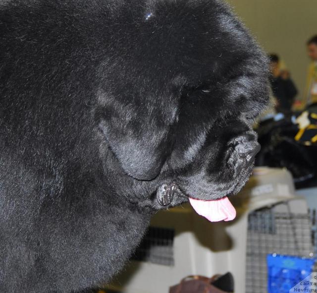 Фото: ньюфаундленд Poison or Honey King of Helluland