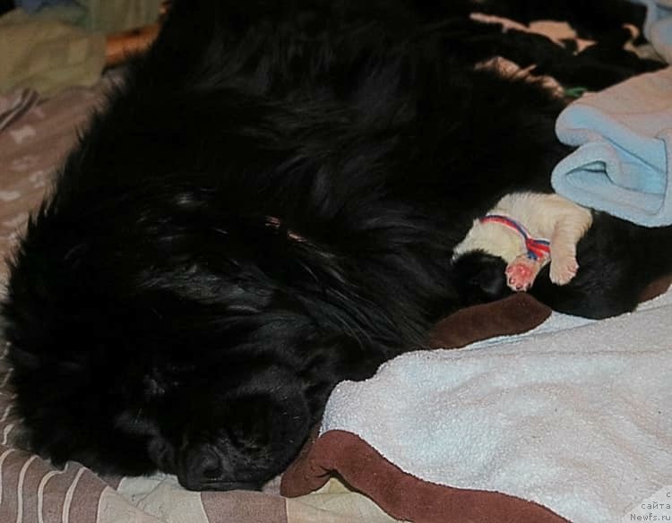 Фото: ньюфаундленд Моя Стихия Меджи Иви (Moya Stikhiya Medzhi Ivi)