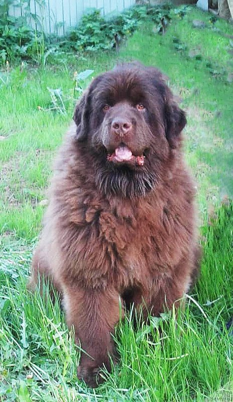 Фото: ньюфаундленд Хаул Золотой Дракон (Haul Zolotoy Drakon)