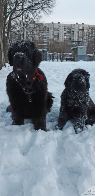 Фото: ньюфаундленд Смигар Гордон-Феллоу (Smigar Gordon Fellow), ньюфаундленд Смигар Глен Эллен (Smigar Glen Ellen)