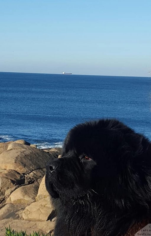 Фото: ньюфаундленд Луис Ферод Винтаж (Luis Ferod Vintazh)