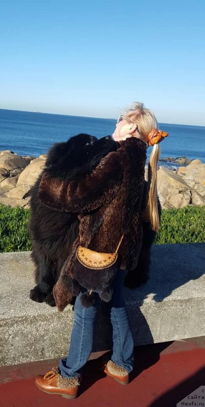 Фото: ньюфаундленд Луис Ферод Винтаж (Luis Ferod Vintazh)