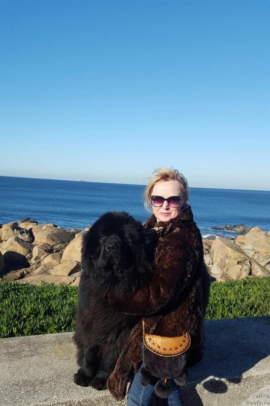 Фото: ньюфаундленд Луис Ферод Винтаж (Luis Ferod Vintazh)