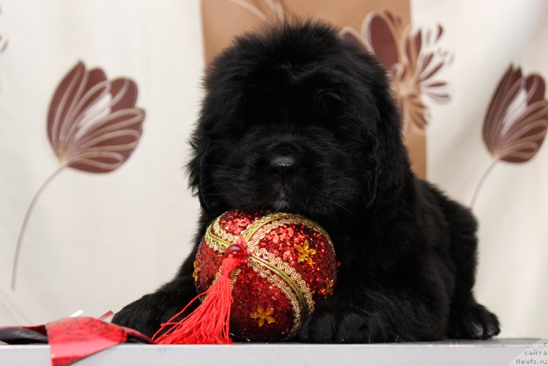 Фото: ньюфаундленд Океан Мечты Афина