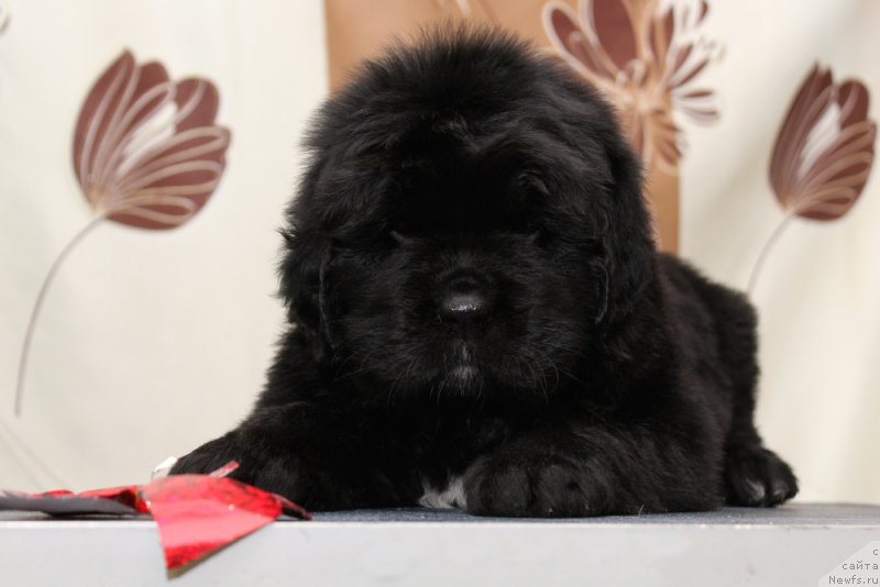 Фото: ньюфаундленд Океан Мечты Афина