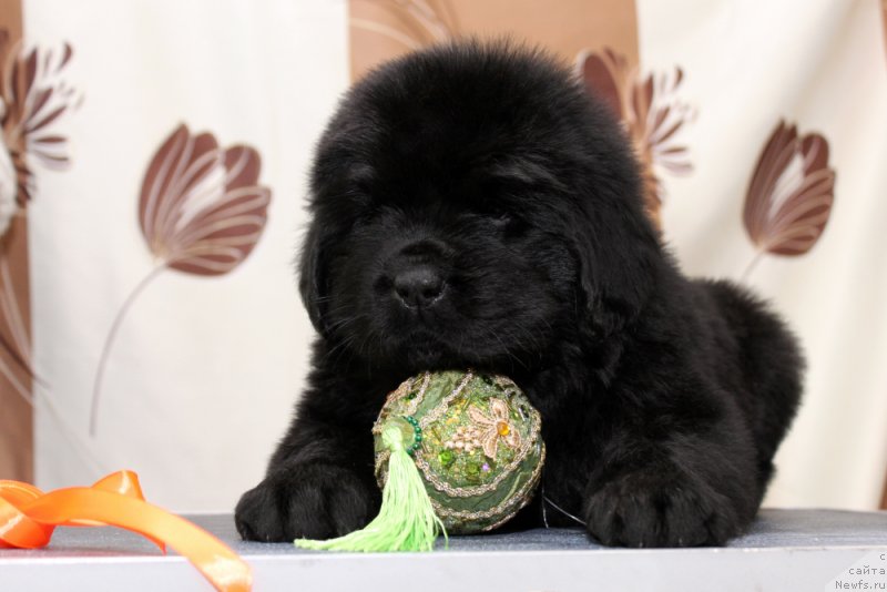 Фото: ньюфаундленд Океан Мечты Алекса