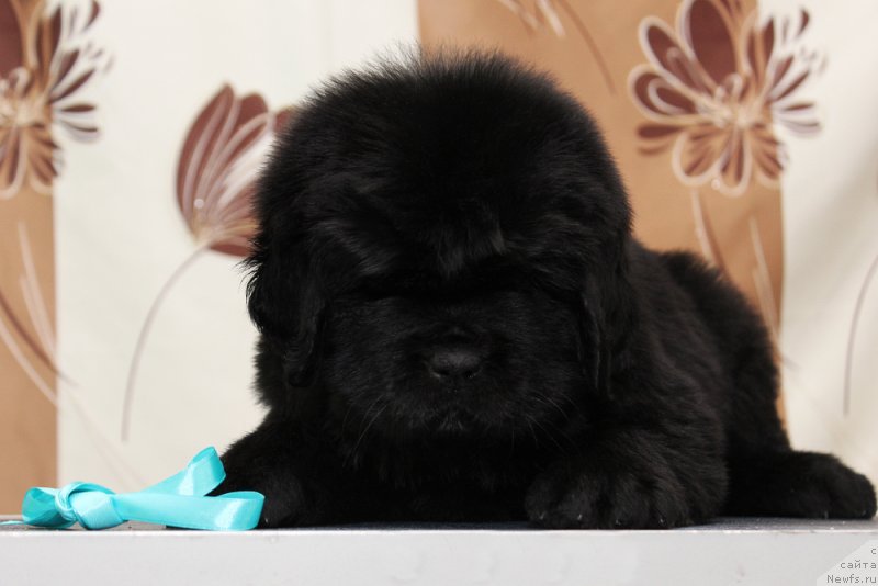 Фото: ньюфаундленд Океан Мечты Ай Эм Квин (Okean Mechty Ay Am Queen)