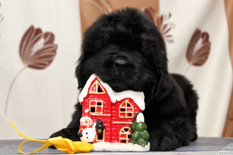 Фото: ньюфаундленд Океан Мечты Анабель (Okean Mechty Anabel)