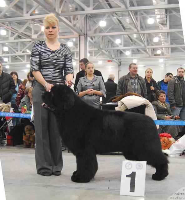 Фото: ньюфаундленд Poison or Honey King of Helluland