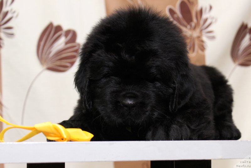 Фото: ньюфаундленд Океан Мечты Анабель (Okean Mechty Anabel)