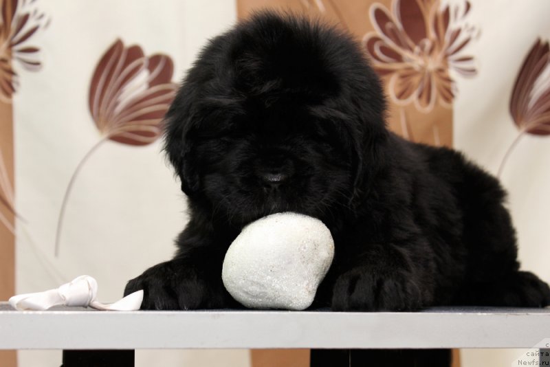 Фото: ньюфаундленд Океан Мечты Аква