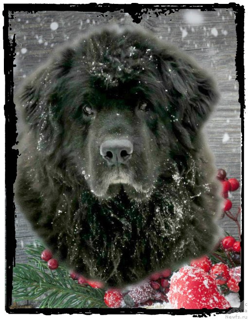 Фото: ньюфаундленд Смигар Осенняя Сказка