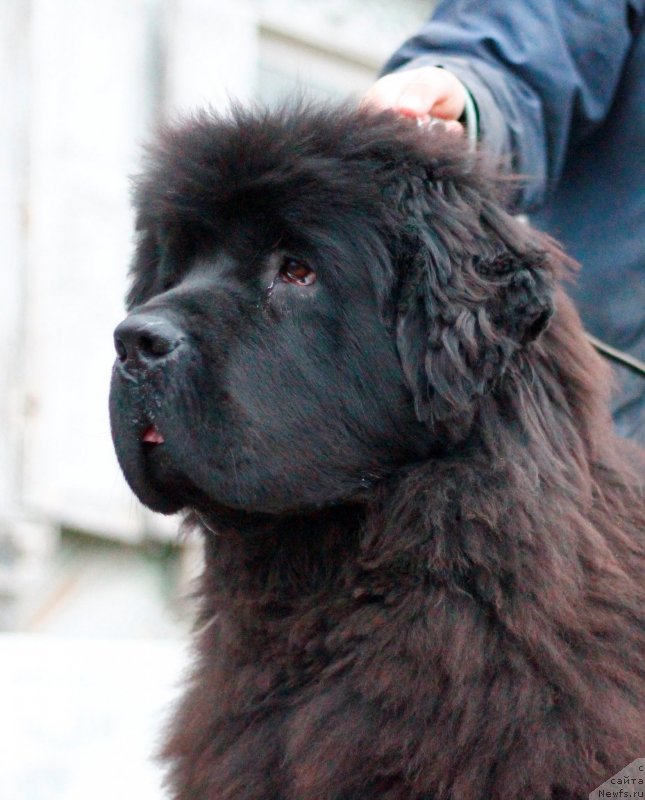 Фото: ньюфаундленд Обуш Шед Дестини Шейп (Obush Shed Destiny Shape)
