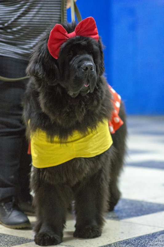 Фото: ньюфаундленд Обуш Шед Дестини Шейп (Obush Shed Destiny Shape)