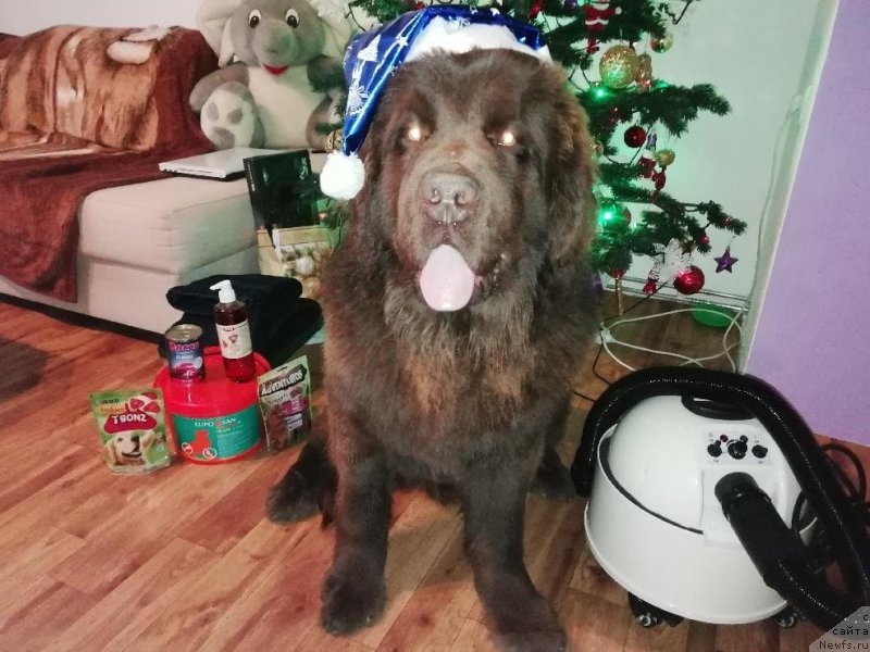 Фото: ньюфаундленд Обуш Шед Ину Но Кума (Obush Shed Inu No Kuma)