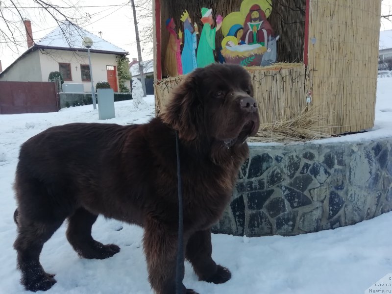 Фото: ньюфаундленд Обуш Шед Ину Но Кума (Obush Shed Inu No Kuma)