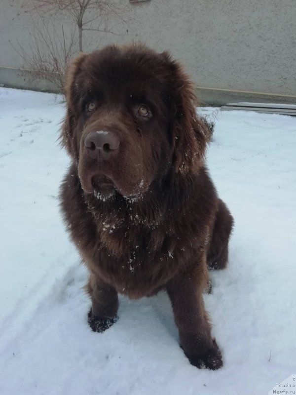 Фото: ньюфаундленд Обуш Шед Ину Но Кума (Obush Shed Inu No Kuma)