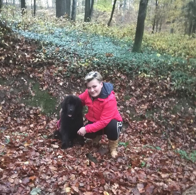 Фото: ньюфаундленд Обуш Шед Иннерсте И Мин Сйелс (Obush Shed Innerste I Min Sjels)