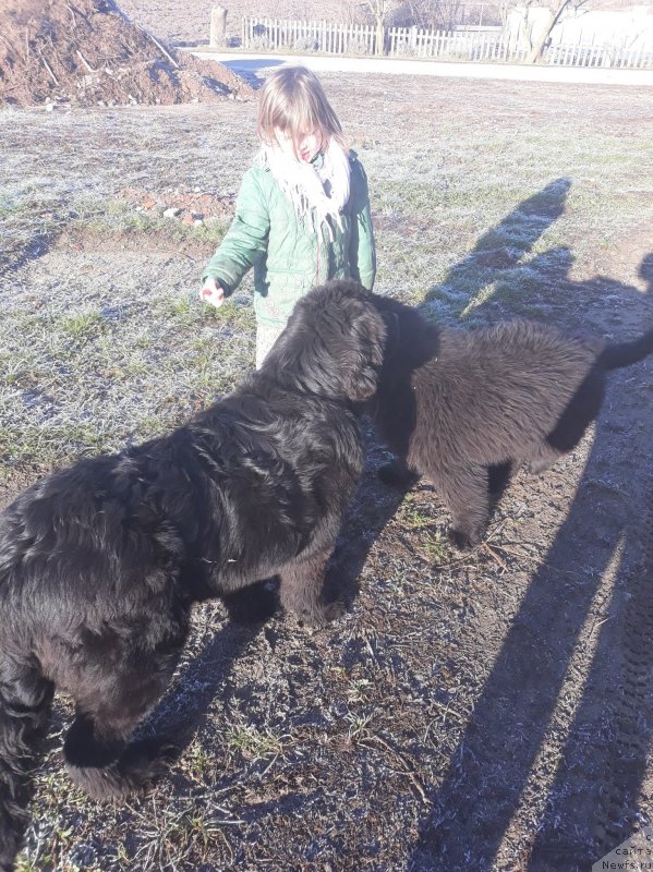 Фото: ньюфаундленд Обуш Шед Индульгенза Пленариа (Obush Shed Indulgenza Plenaria), ньюфаундленд Обуш Шед Ле Карбю (Obush Shed Le Corbeau)