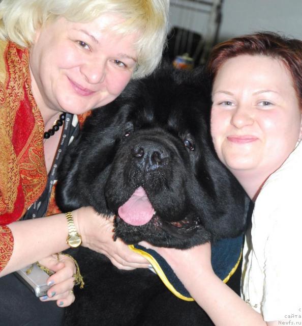 Фото: ньюфаундленд Poison or Honey King of Helluland, Эльвира Сумина, Татьяна Абутова