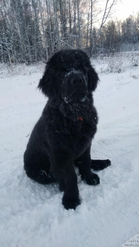 Фото: ньюфаундленд Обуш Шед Лунный Шмель (Obush Shed Lunnyy Shmel)