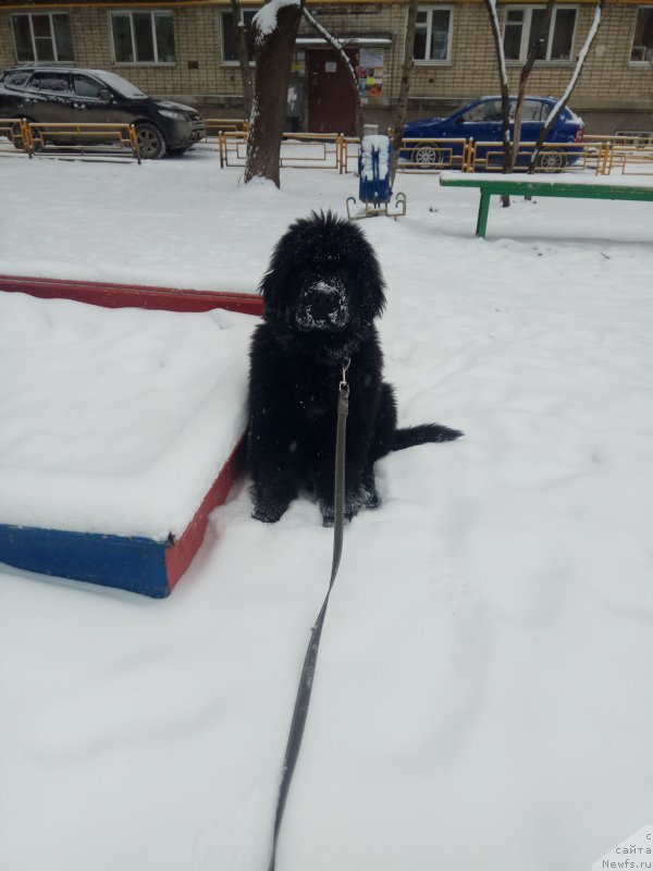 Фото: ньюфаундленд Обуш Шед Лолли Бомб (Obush Shed Lolly Bomb)