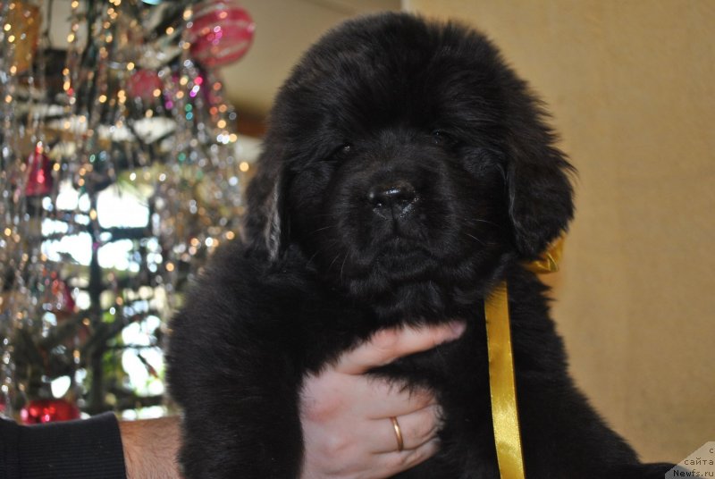 Фото: ньюфаундленд Черный Балу Орнелла