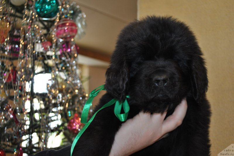 Фото: ньюфаундленд Черный Балу Освальд