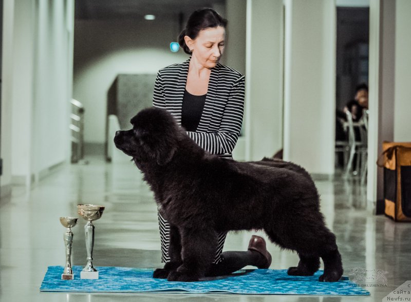 Фото: ньюфаундленд Обуш Шед Лав Ми Тендер (Obush Shed Love Me Tender)
