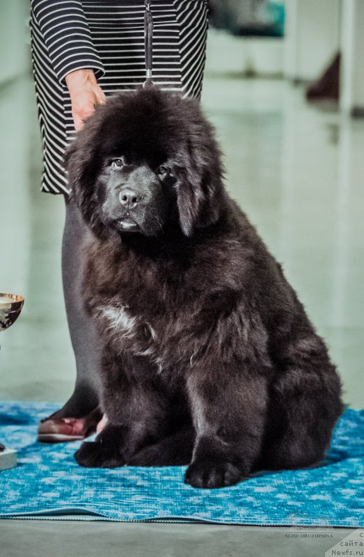 Фото: ньюфаундленд Обуш Шед Лав Ми Тендер (Obush Shed Love Me Tender)