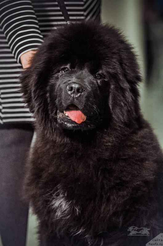 Фото: ньюфаундленд Обуш Шед Лав Ми Тендер (Obush Shed Love Me Tender)