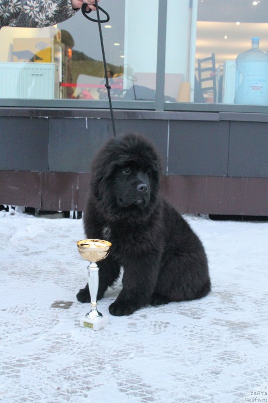 Фото: ньюфаундленд Обуш Шед Лав Ми Тендер (Obush Shed Love Me Tender)