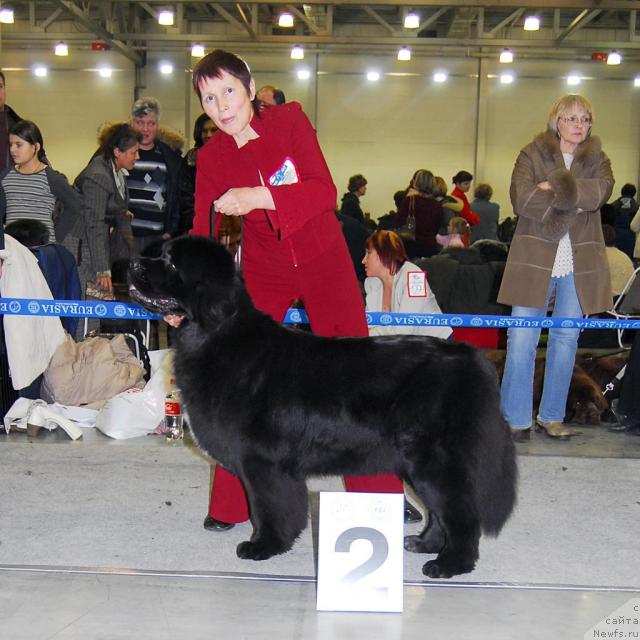 Фото: ньюфаундленд Блэк Диамонд Агидель от Потапа Патриция (Black Diamond Agidel ot Potapa Patricia)