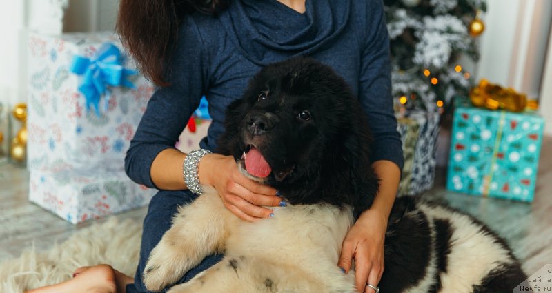 Фото: ньюфаундленд Обуш Шед Коза-Дереза (Obush Shed Koza-Dereza)