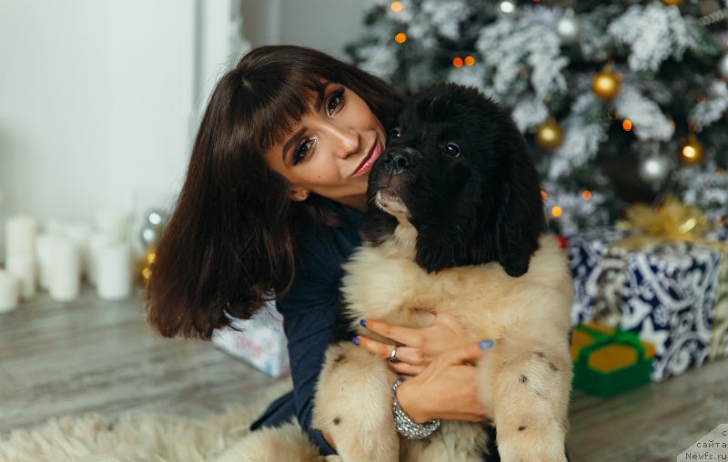 Фото: ньюфаундленд Обуш Шед Коза-Дереза (Obush Shed Koza-Dereza), Мария Ермачкова